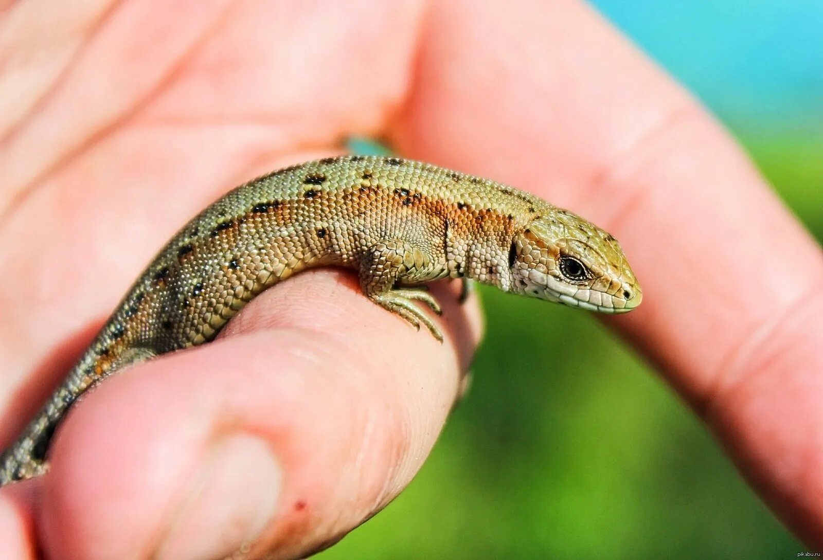 Карликовый геккон вильямса. Харагуанский сферо. Прыткая ящерица. Желтоголовый карликовый геккон. Ящерица эублефар зелёный.