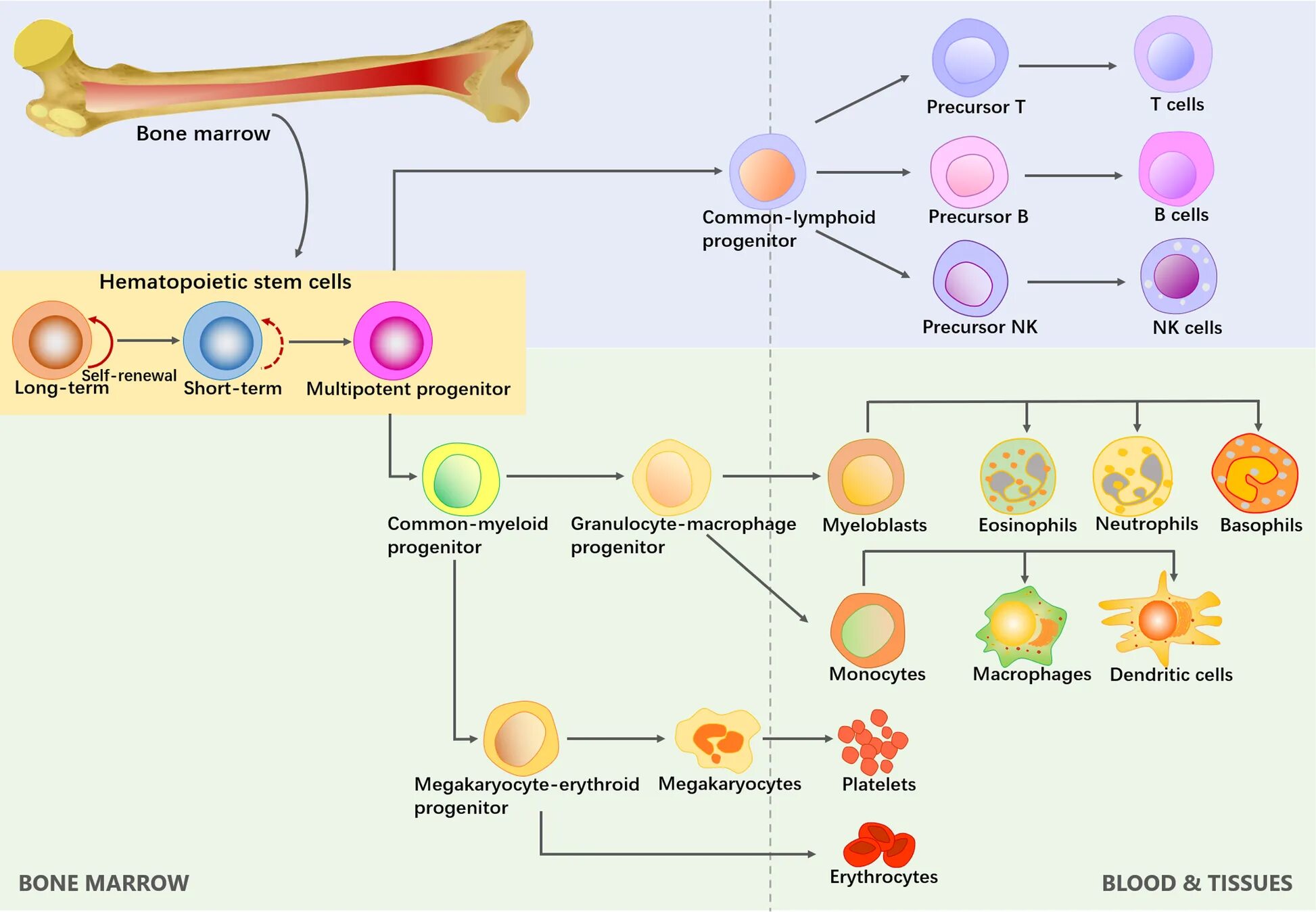 Сколько стволовых клеток. Stem Cells стволовые клетки. Hematopoietic Stem Cells. Строение стволовой клетки. Нейральная стволовая клетка.