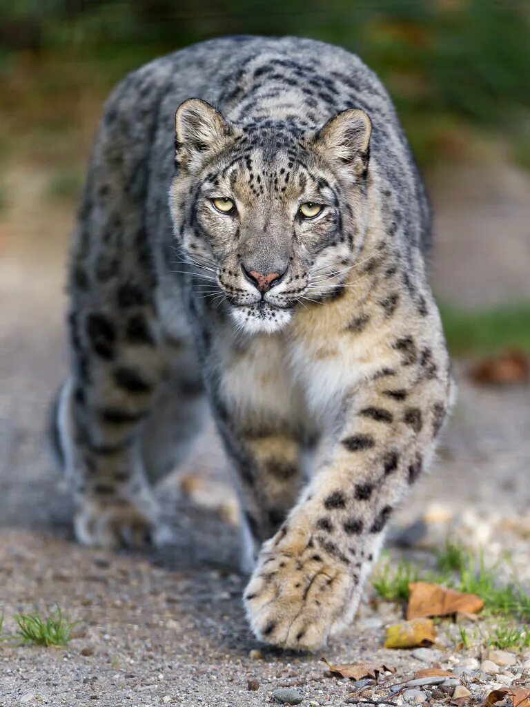 Снежный барс uncia uncia. Ирбис, или снежный барс (uncia uncia, panthera uncia). Хищный барс. Ирбис хищник. Снежный барс ирбис.