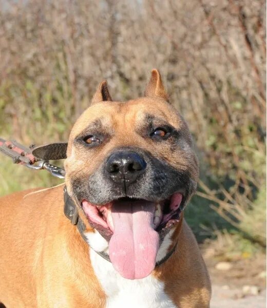 американский стаффордширский терьер в добрые руки. американский стаффордширский терьер в добрые руки. в добрые руки стаффордширского. собака туся фото. в добрые руки стаффордширского.