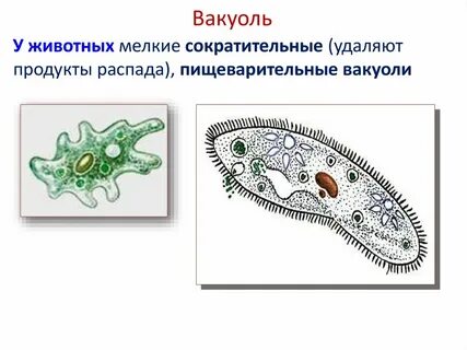 Пищеварительные вакуоли систематические группы животных