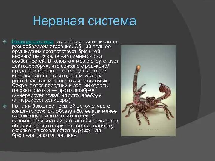 Для класса паукообразные характерно. Нервная система паукообразных. Класс паукообразные нервная система. Паукообразные представители. Тип нервной системы у паукообразных.