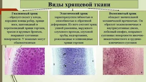 Биологическим гелем является хрящ воздух