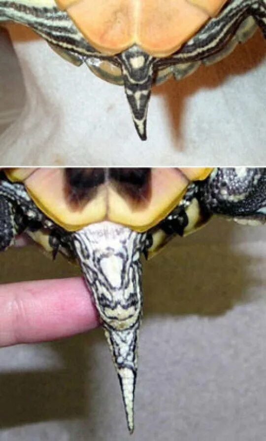 Красноухая черепаха спаривание. Черепаха оплодотворение. Красноухие черепахи спариваются. Черепаха оплодотворение. Размножение и развитие черепахи.