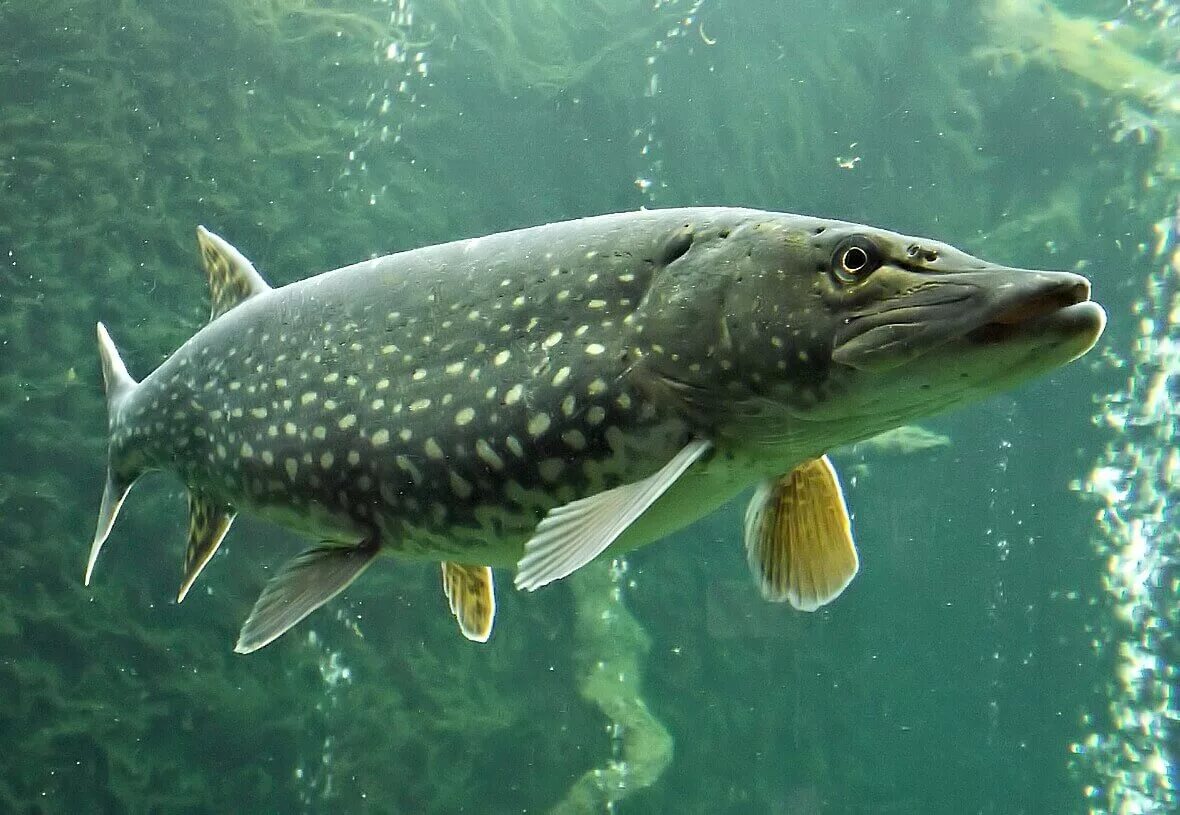 Щука какое животное. Щука Esox Lucius. Обыкновенная щука (Esox Lucius). Esox Lucius — обыкновенная щука систематика. Вид обыкновенная щука - Esox Lucius.