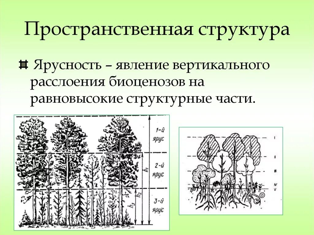 Чем характеризуется биоценоз смешанного леса ярусность плохой. Пространственная структура биогеоценоза ярусность. Пространственная структура ярусность. Пространственная структура экосистемы ярусность. Пространственная структура биоценоза ярусность.