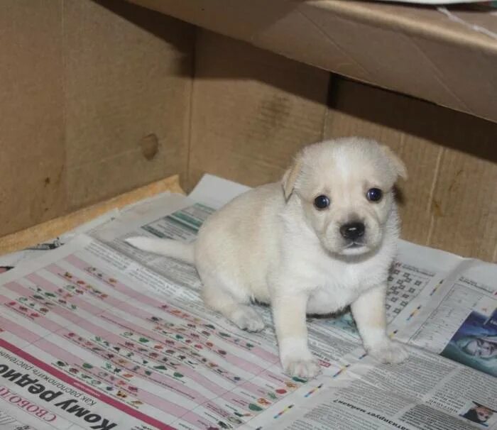 Щенки без документов. Куплю щенка без документов недорого. Щенки абакан. Ротвейлер щенок. Щенки ротвейлера щенка мальчика.