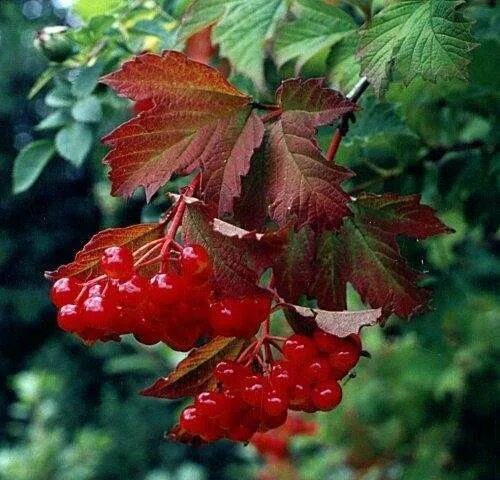 Калина обыкновенная viburnum opulus. Брусникины рассказы калины гроздья алые. Брусникины рассказы калины гроздья алые. Калина красная обыкновенная. Калина обыкновенная красная гроздь.