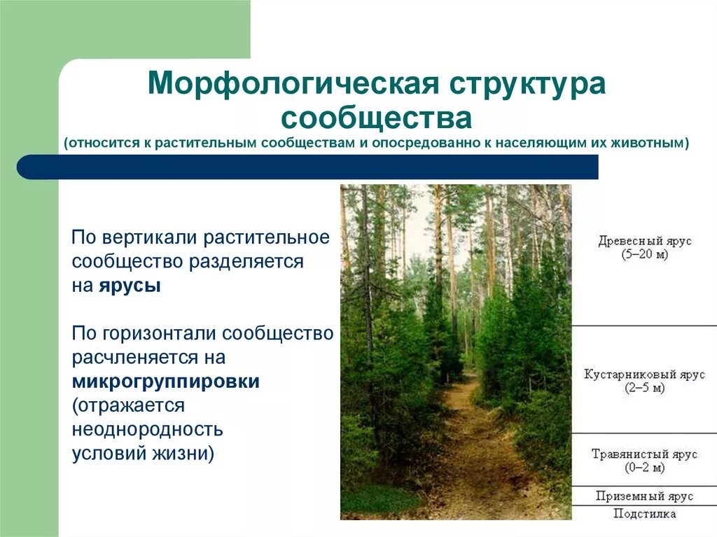 Охарактеризовать растительное сообщество. Структура сообщества видовая морфологическая трофическая. Морфологическая структура экосистемы. Видовая структура сообщества это в экологии. Морфологическая структура.