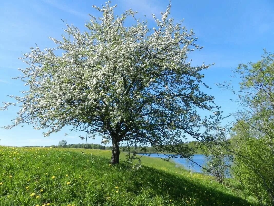 Дикая яблонька. Яблоня Дикая Malus Sylvestris. Яблоня Лесная Malus Sylvestris Mill.. Яблоня Лесная (Дикая) (Malus Sylvestris). Яблоня Лесная (дичок).