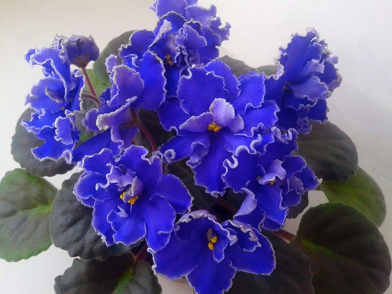 фиалка нарциссовый блюз. фиалка нарциссовый блюз. фиалка нарциссовый блюз. фиалка ав нарцисс.