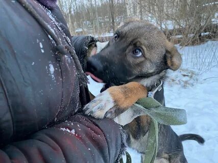 Приют петрозаводск