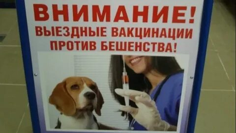 Бесплатная вакцинация от бешенства 2024