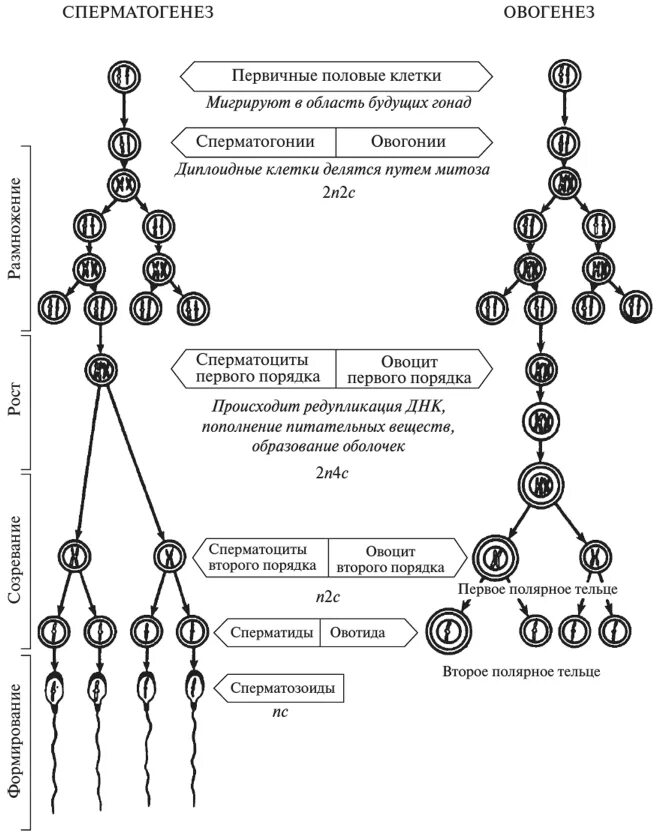 Овогенезом называется