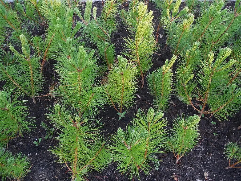 Обычная хвойная. Сеянцы сосны обыкновенной. Саженец сосны (Pinus Sylvestris). Сосна Горная сеянец. Саженцы сосны и сеянцы сосны.