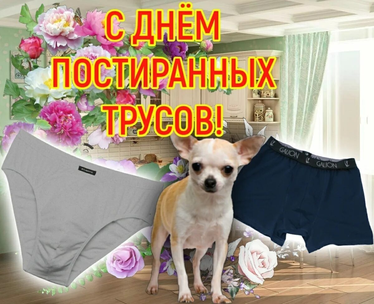 Не стиран. Стиральная машинка с вещами. Черный кот в стиральной машине. Полинявшие вещи. Непостирают.