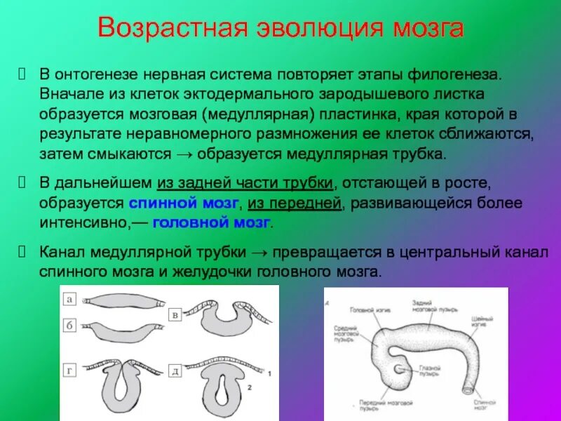 Развитие нервной системы в филогенезе и онтогенезе. Развитие нервной системы в онтогенезе кратко. Этапы филогенеза нервной системы. Развитие мозга в онтогенезе.