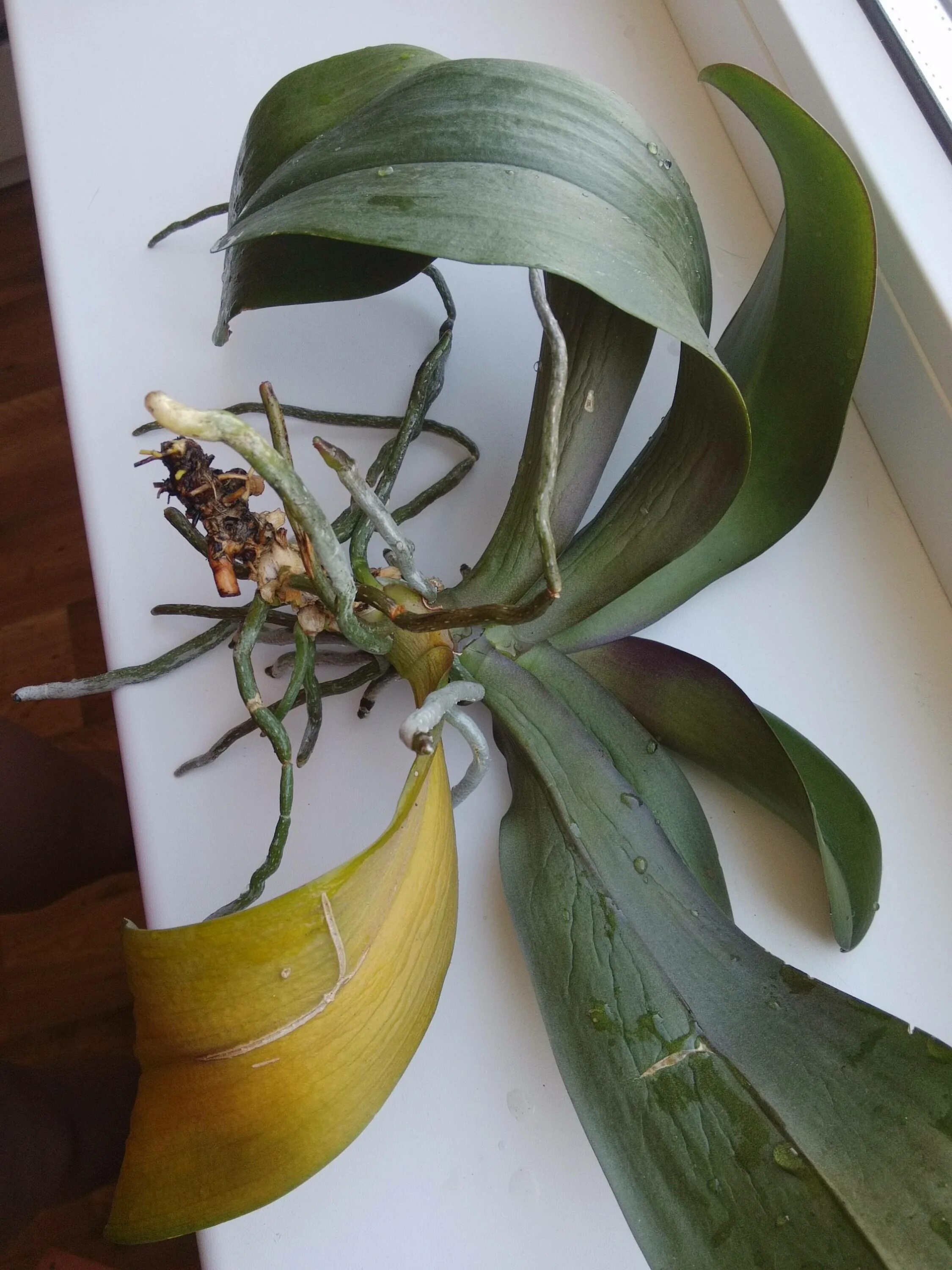 Как реанимировать растение. Орхидея фаленопсис сгнили корни. Орхидея фаленопсис корни. Орхидея фаленопсис гнилые корни. Орхидея фаленопсис реанимация.