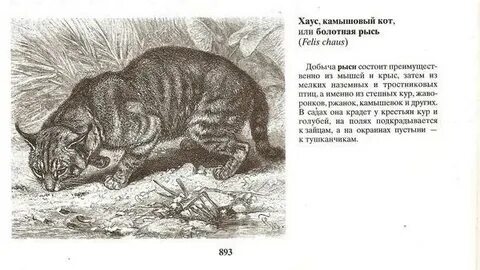 Камышовый ударение