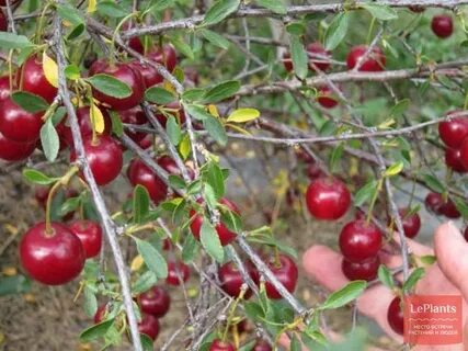Лучшие сорта вишни для ленинградской