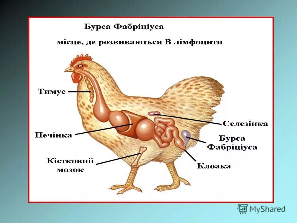У куриц есть мозг. Фабрициева Бурса. Пищеварительная система курицы схема. Иммунная система птиц. Клоака у птиц строение.