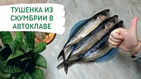 Скумбрия в автоклаве рецепты