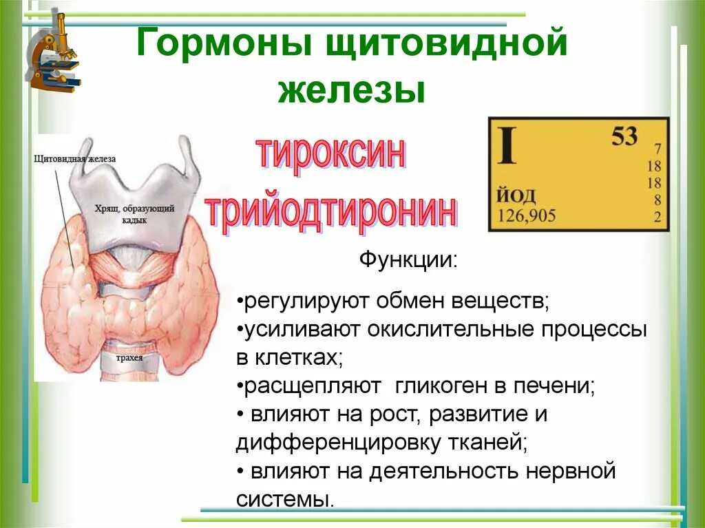 Щитовидная железа гормоны щитовидной. Шишковидная железа гормоны. Функции основных гормонов щитовидной железы.