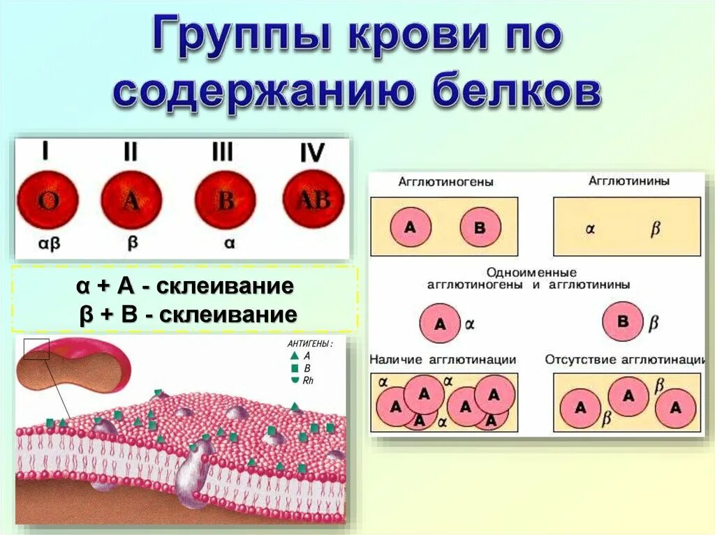 Агглютиногены первой группы. Кровеносная система кровь. Кровеносная система группы крови. Группы крови агглютиногены и агглютинины. Агглютинины в плазме крови.