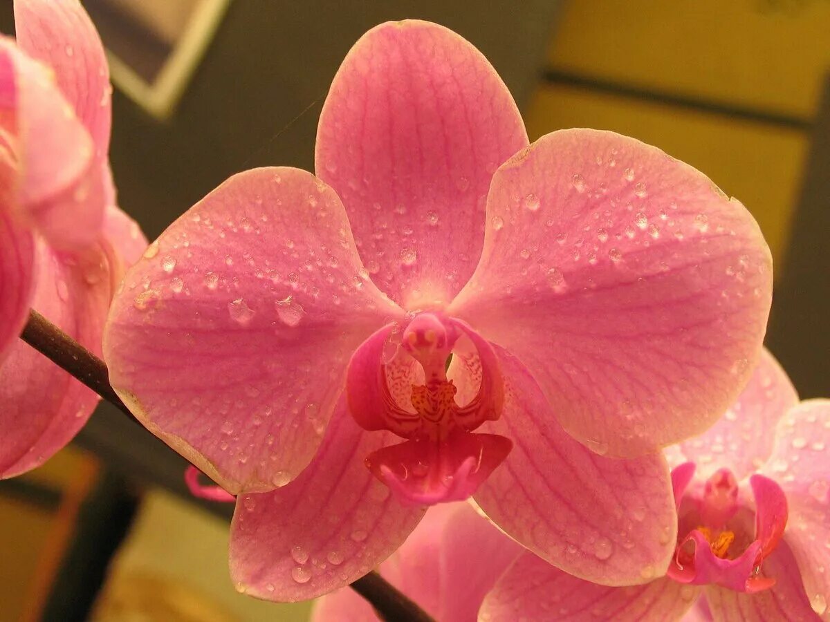Фаленопсис это орхидея