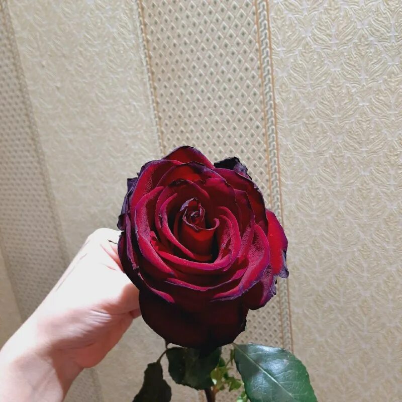 цветы краснознаменск