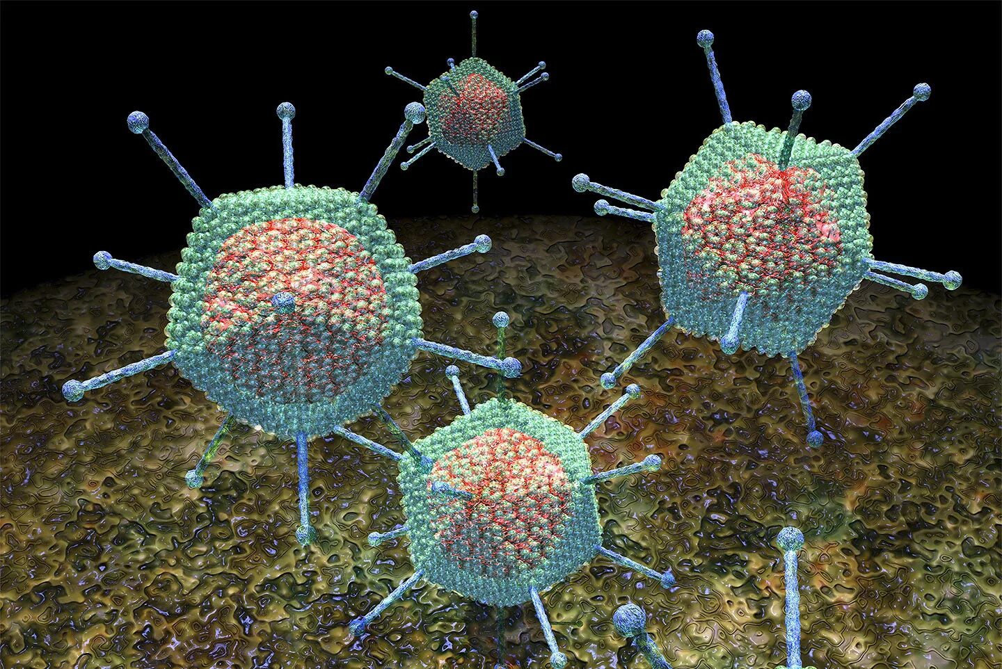 Есть ли вирусы в картинках. Вирус аденовирус. Аденовирус икосаэдр. Аденовирус под микроскопом. Аденовирус вирус гриппа.