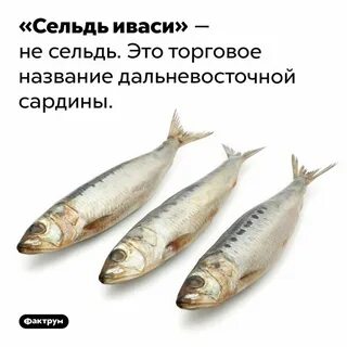 Чем отличается иваси от сельди