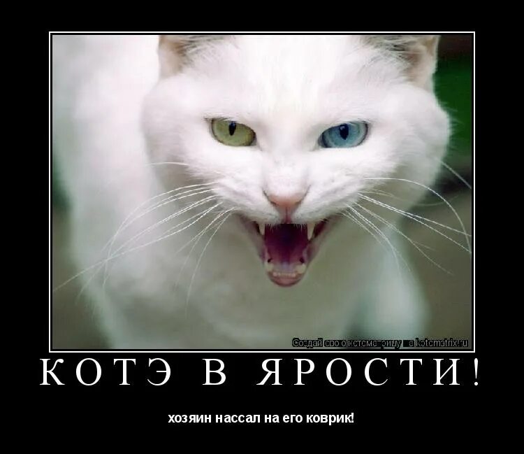 если кто куда идет он идет кормить кота. что нельзя есть кошкам. плюсы и минусы котов. поза кота при мочекаменной болезни. кот кусает руку.