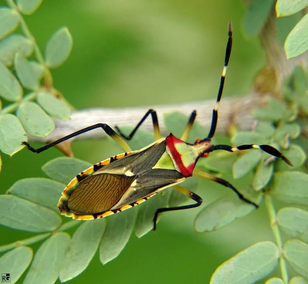 Bug order. Hemiptera жук. листоногий клоп. хемиптера. methods of indentify wing of true bugs.