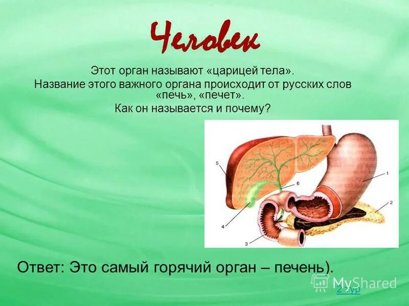 самый теплый орган человека. самый горячий орган тела. самый горячий орган в теле человека. самый тяжёлый внутренний орган человека. участие печени в терморегуляции.