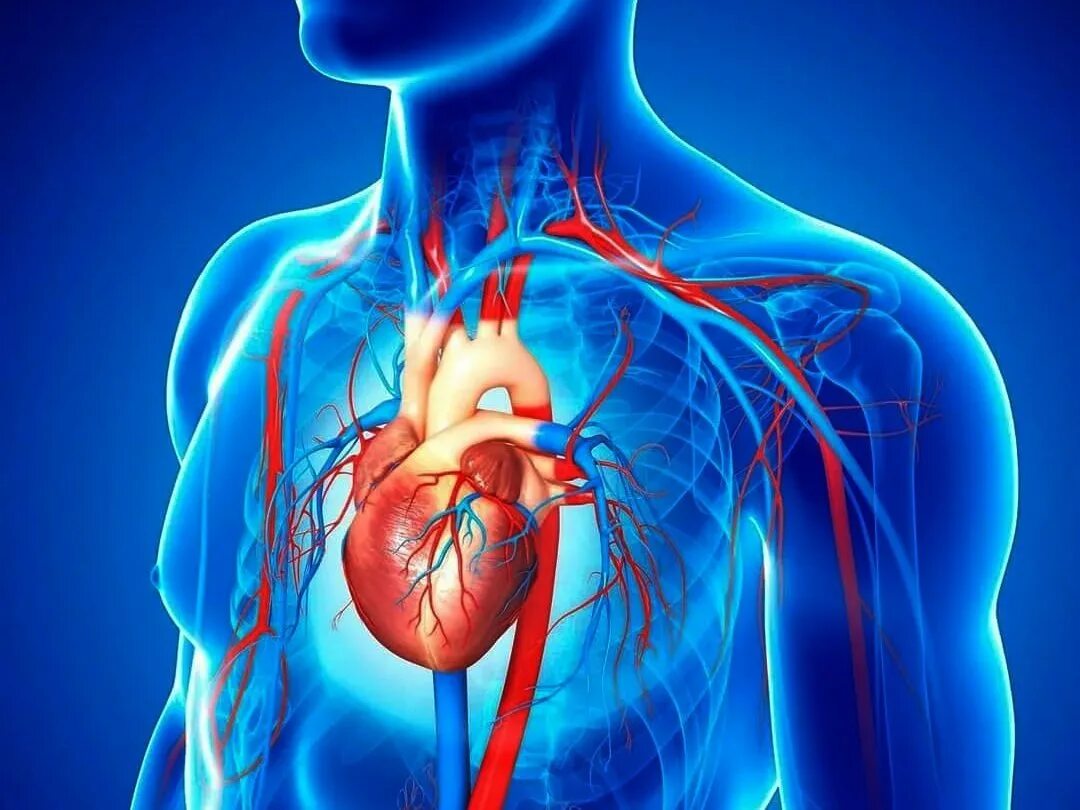 Болезни системы кровообращения. Сердечно сосудистая система. Сосудистая система человека. Сердечная система.