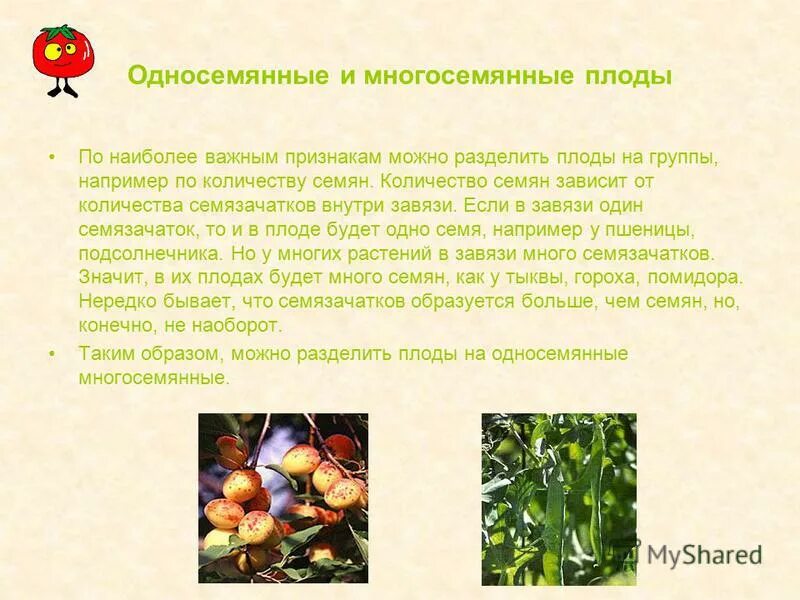 семязачатки образуются в завязи. сухой многосемянный плод биология 6 класс. окраска цветов и плодов растений связана с. строение семени огурца. строение плода и семени.