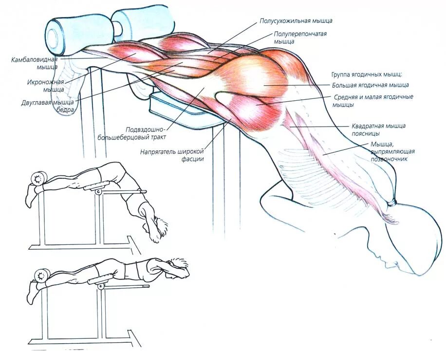 Разгибание поясницы. Гиперэкстензия упражнение на спину техника выполнения. Горизонтальная гиперэкстензия техника. Горизонтальная гиперэкстензия мышцы. Гиперэкстензия тренажер группа мышц.