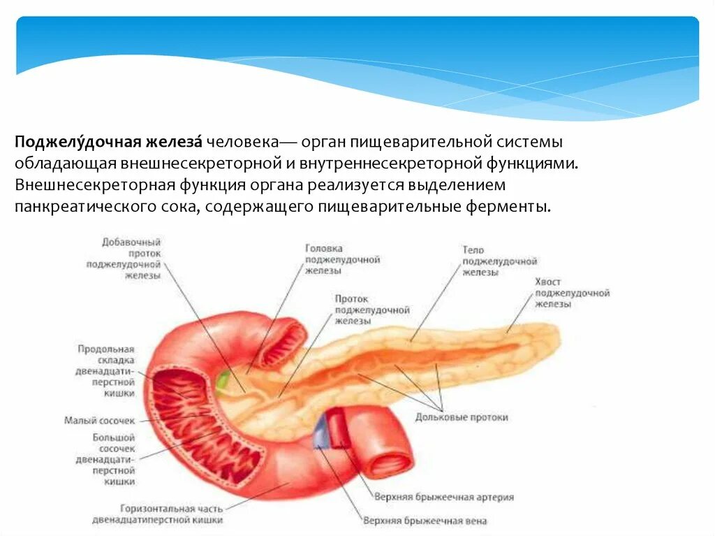 Болит поджелудочная что делать. Поджелудочная железа орган пищеварительной системы. Аберрантная поджелудочная железа на ЭГДС. Поджелудочная железа система органов. Головка поджелудочной железы функции.