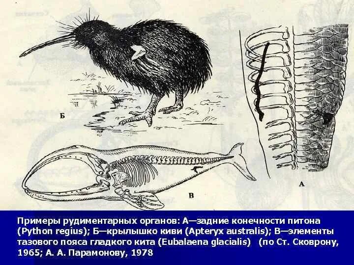 Атавизмы китообразных