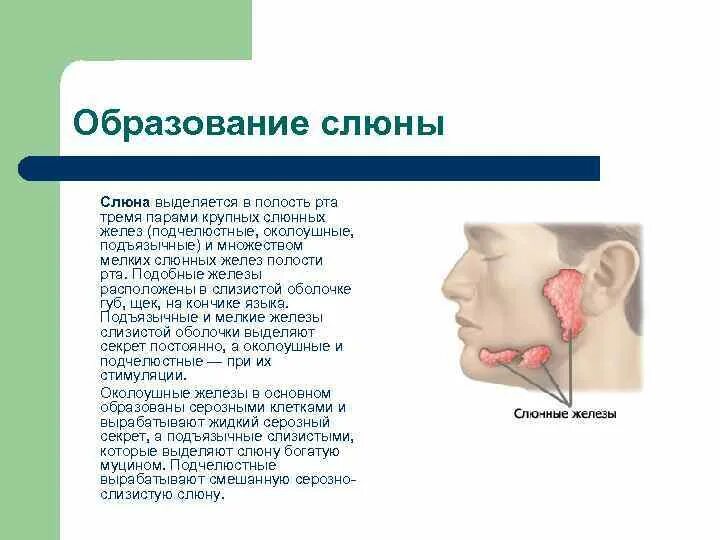 Слюна при уразе. Слюнные железы Тип секреции. Серозные слюнные железы. Три крупные слюнные железы.