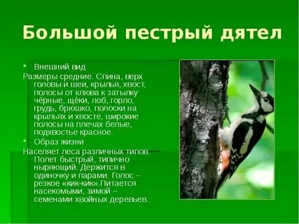 Дятел приспособленность к среде обитания таблица