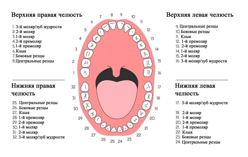 Схема зубов человека с нумерацией стоматологии. Нумерация зубов у человека в стоматологии схема взрослых. Стоматология нумерация зубов верхней челюсти. Нумерация детских зубов в стоматологии схема.