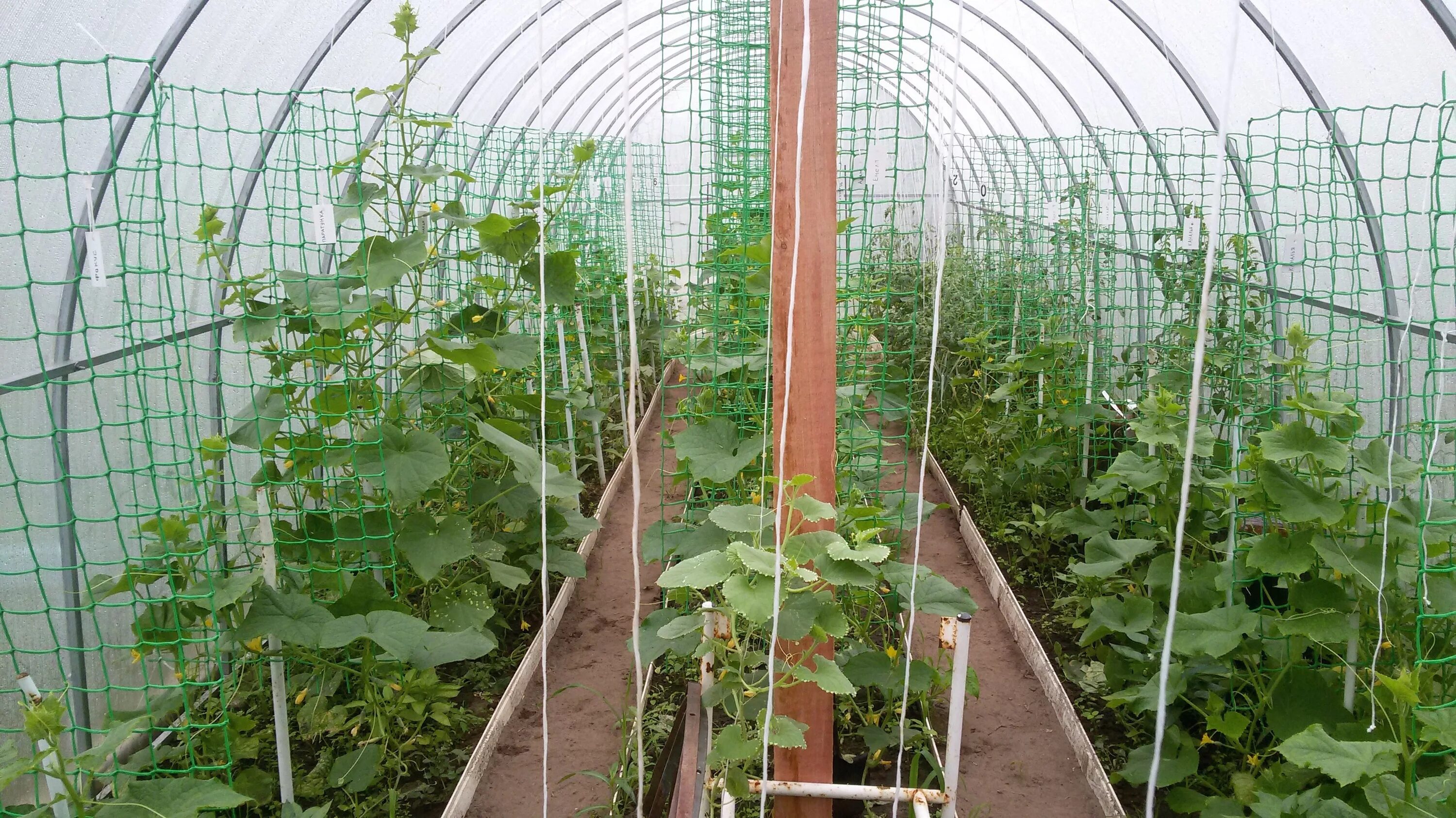 Огуречник парник. Сетка шпалерная в теплице из поликарбоната. Огурцы в теплице из поликарбоната. Огурцы для теплицы из поликарбоната. Грядки внутри теплицы из поликарбоната.