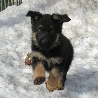 Немецкая овчарка щенки иваново