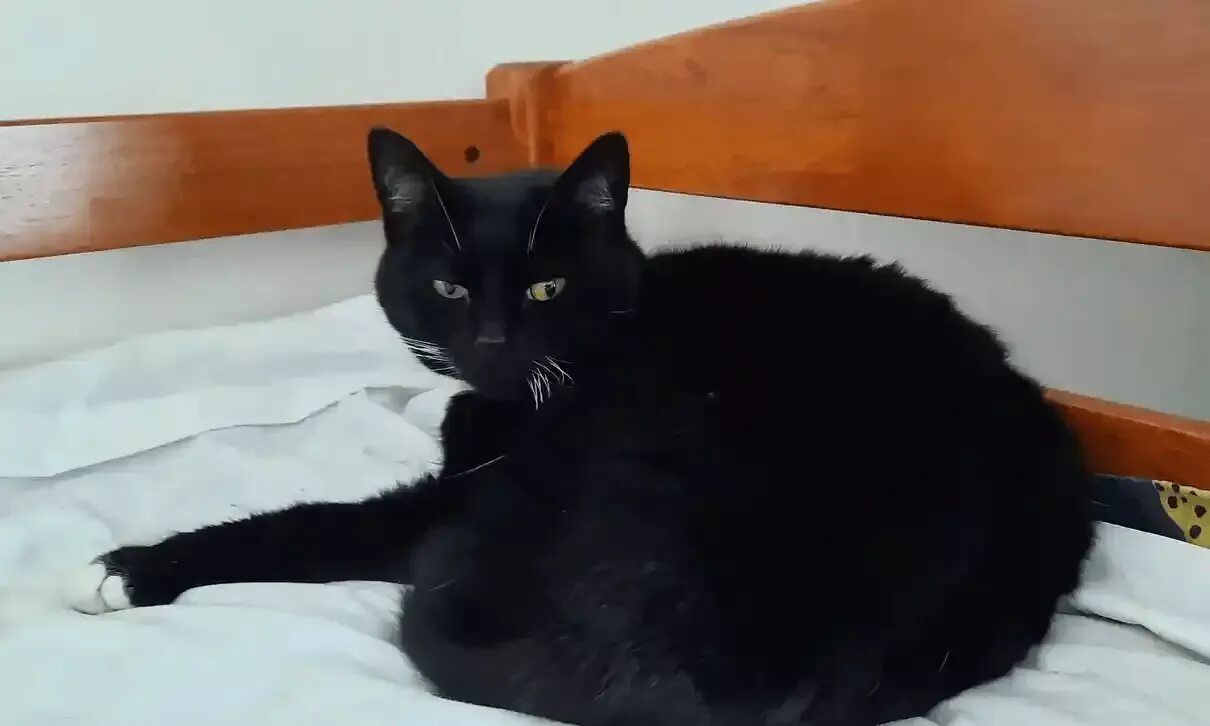 К чему снится прогонять кошку
