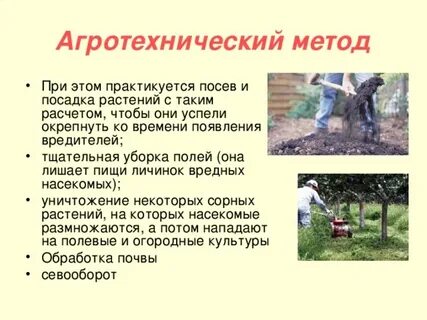 Назовите агротехнический прием