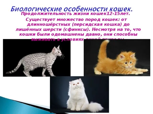 Сколько в среднем живут кошки домашние стерилизованные. Продолжительность кошки. Длительность жизни кошек. Продолжительность жизни пород кошек. Средняя Продолжительность жизни домашней кошки.