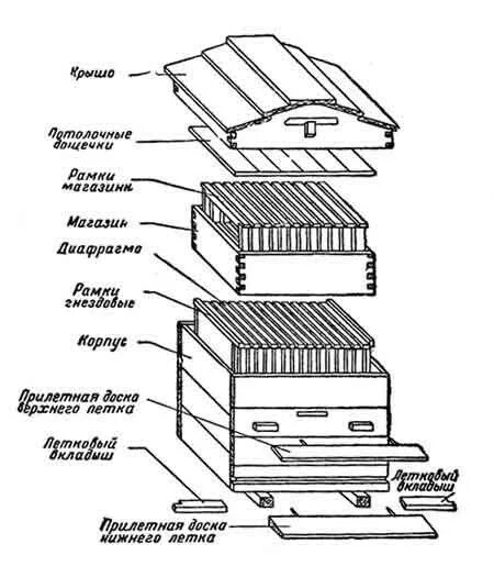 Схема устройства ульев для пчел. Строение улика для пчел. Схема строения пчелиного улья. Структура пчелиного улья.