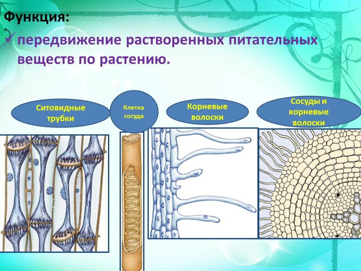 Проводящие элементы воды и минеральных солей